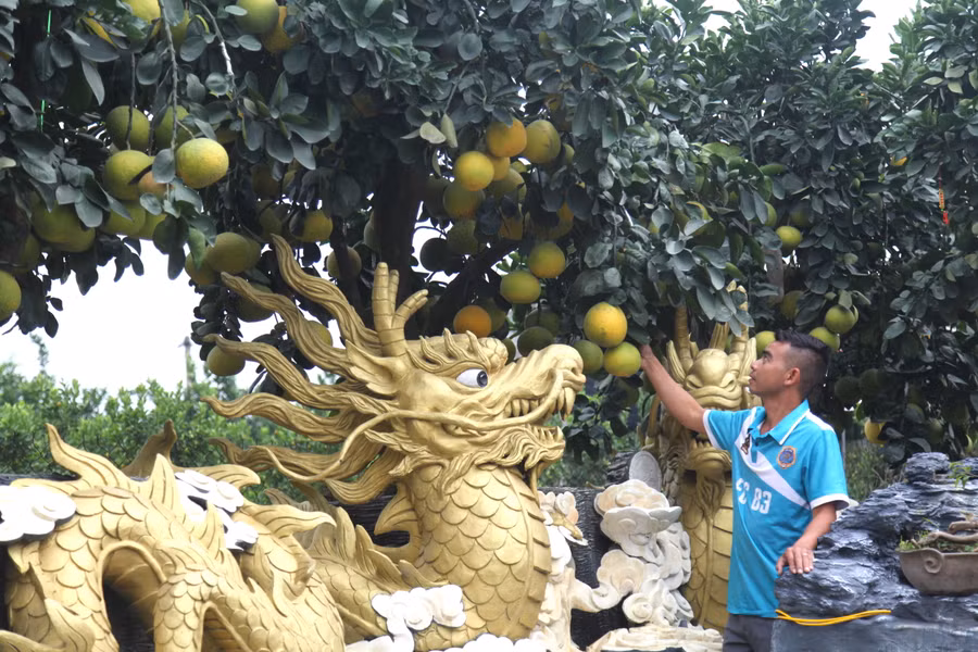 Anh Đức cho biết đã bán được 6 tác phẩm với tổng giá trị là 650 triệu đồng. Dự kiến năm nay, nếu bán hết số bưởi cảnh, nhà vườn sẽ thu về trên 3 tỷ đồng lợi nhuận. 