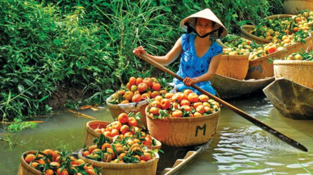 Quýt lai Vung, đặc sản nổi tiếng của ĐBSCL (Internet) Quýt lai Vung, đặc sản nổi tiếng của ĐBSCL (Internet)