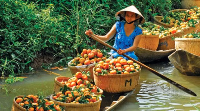 Quýt lai Vung, đặc sản nổi tiếng của ĐBSCL (Internet)