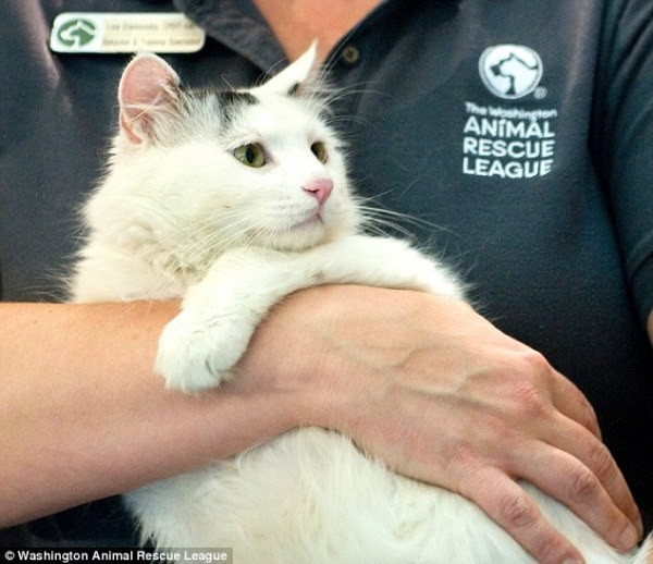 Ám ảnh ánh mắt cầu cứu của chú chó trong lò mổ