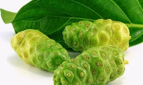 Hỗ trợ giải rượu bia từ cây nhàu