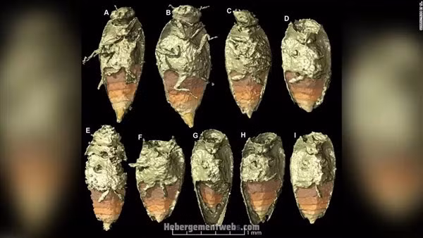 “Kho báu” trong phân khủng long hóa thạch ảnh 1