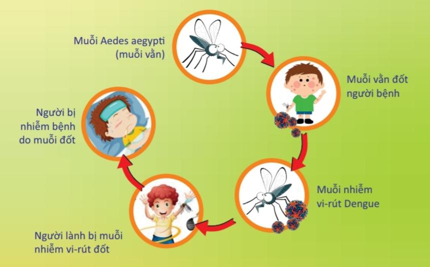 Sốt xuất huyết là bệnh truyền nhiễm do vi rút Dengue gây ra, bệnh do muỗi Aedes aegypti hay còn gọi là muỗi vằn truyền nhiễm cho người. Ảnh: HCDC.