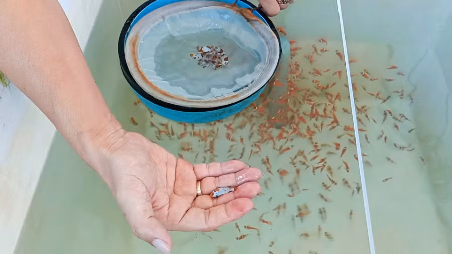 Những con cá hề được nhân giống đầu tiên ở Viện Hải dương học Nha Trang.