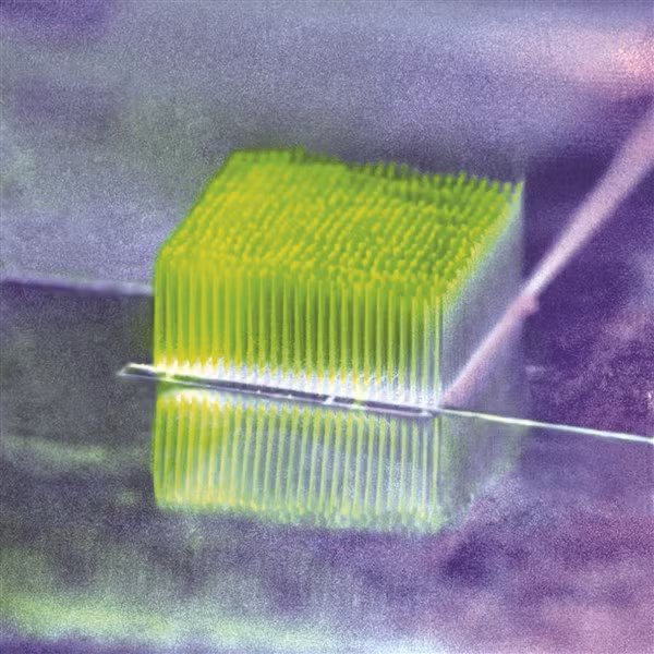 Vi khuẩn sống trong “tòa nhà nano cao tầng”.