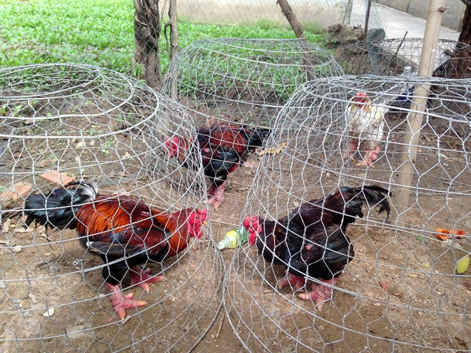 Trại gà, chim rừng quý đem về nửa tỷ mỗi năm ở miền Tây