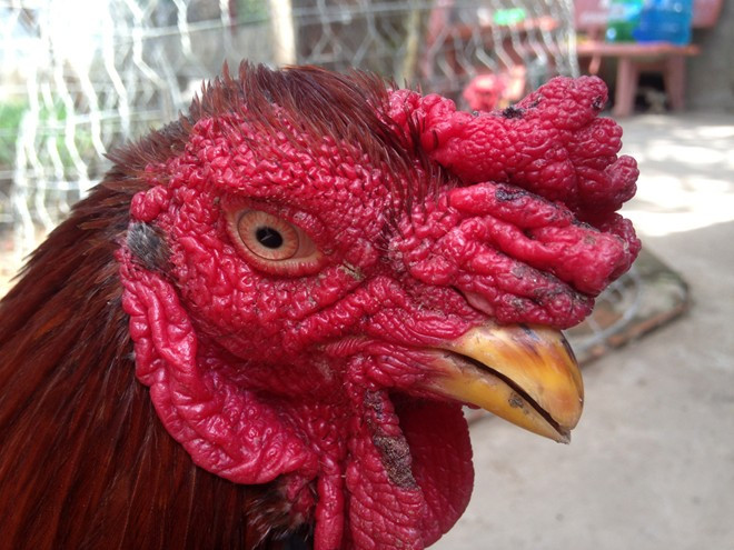 Trại gà, chim rừng quý đem về nửa tỷ mỗi năm ở miền Tây