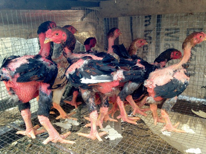 Trại gà, chim rừng quý đem về nửa tỷ mỗi năm ở miền Tây