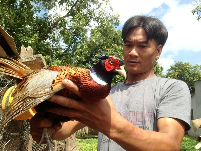 Trại gà, chim rừng quý đem về nửa tỷ mỗi năm ở miền Tây