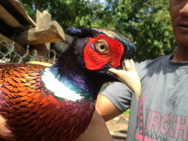 Trại gà, chim rừng quý đem về nửa tỷ mỗi năm ở miền Tây