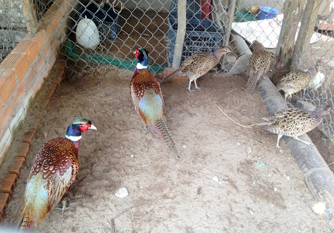 Trại gà, chim rừng quý đem về nửa tỷ mỗi năm ở miền Tây