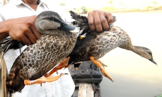 Trại gà, chim rừng quý đem về nửa tỷ mỗi năm ở miền Tây