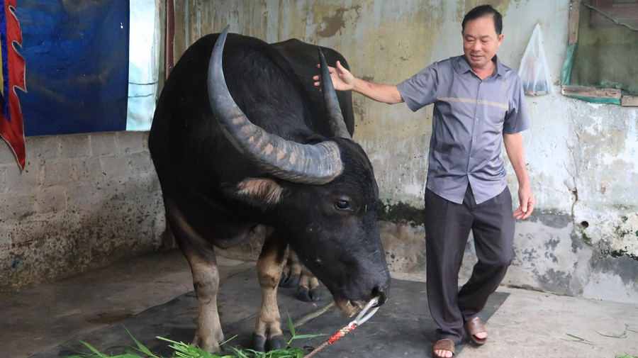Ông Hoàng Đức Tiến vuốt ve trâu 05 trước ngày ra sới chọi. Ảnh: Nguyễn Dịu.