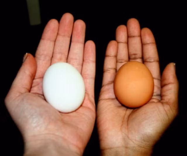 Trứng gà nâu và trắng khác nhau thê nào mà giá cả lại chênh lệch?