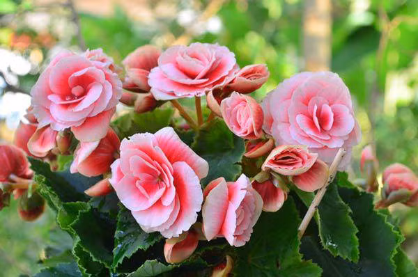 top 5 loai cay trong vua mang phong thuy lai phong chong ung thu - 9