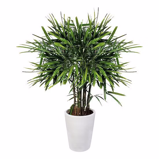 top 5 loai cay trong vua mang phong thuy lai phong chong ung thu - 10