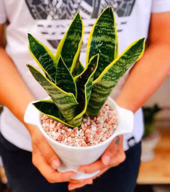 top 5 loai cay trong vua mang phong thuy lai phong chong ung thu - 5