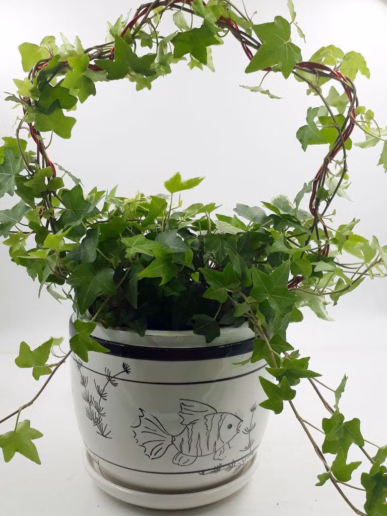 top 5 loai cay trong vua mang phong thuy lai phong chong ung thu - 13