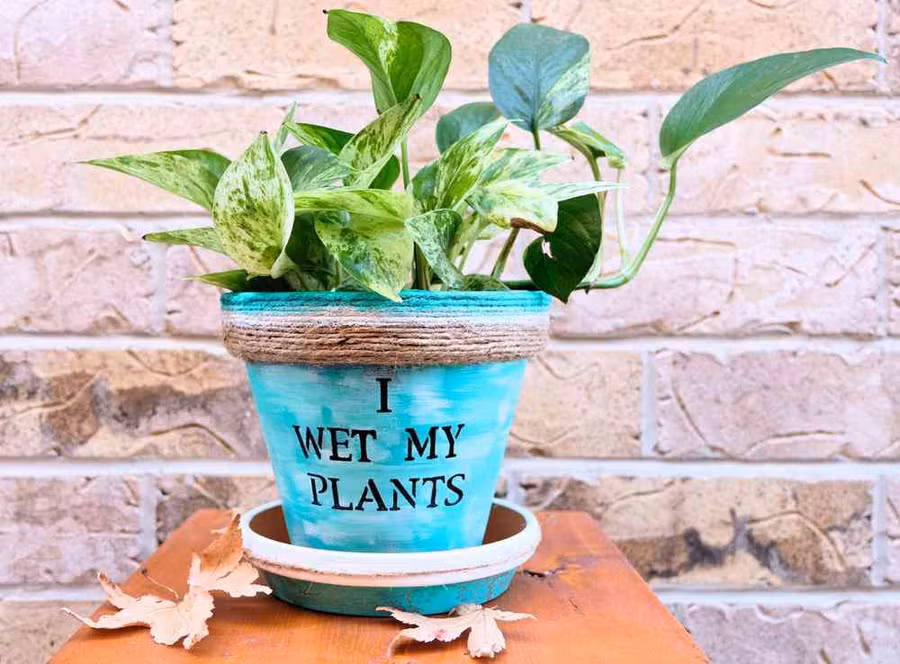 top 5 loai cay trong vua mang phong thuy lai phong chong ung thu - 6