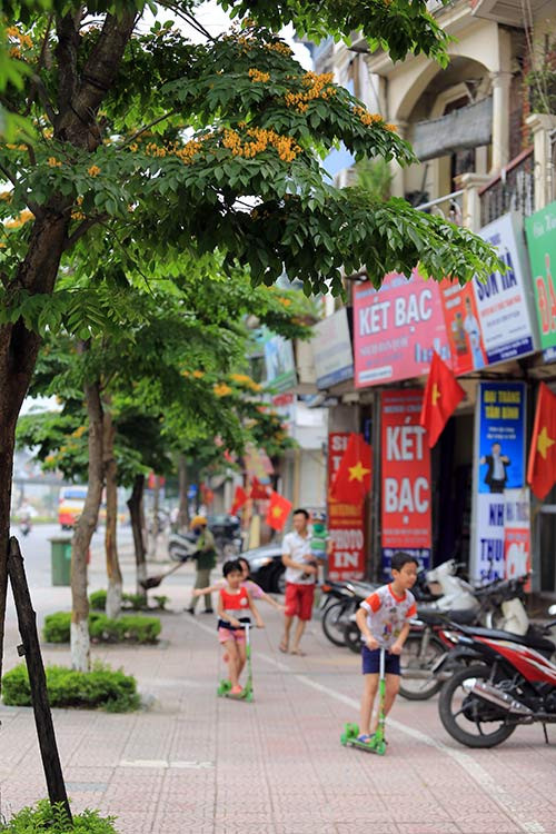 Ngắm hoa sưa vàng đẹp nở rộ ở Hà Nội - 15