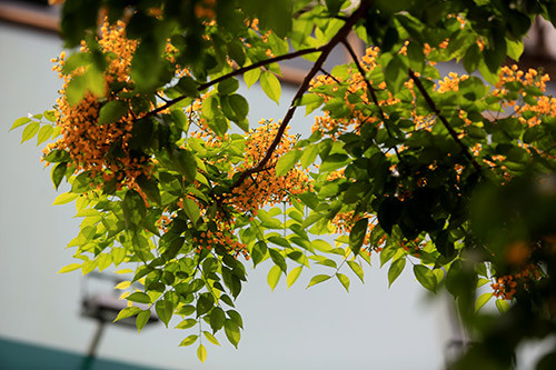 Ngắm hoa sưa vàng đẹp nở rộ ở Hà Nội - 9