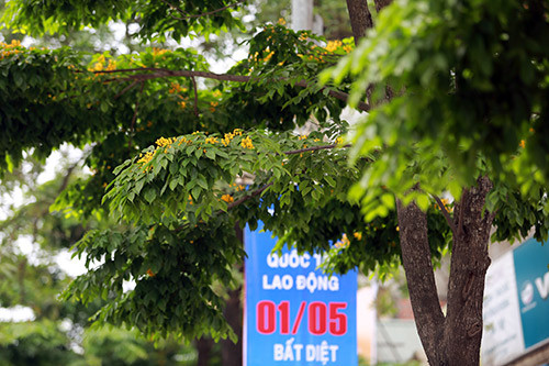 Ngắm hoa sưa vàng đẹp nở rộ ở Hà Nội - 4