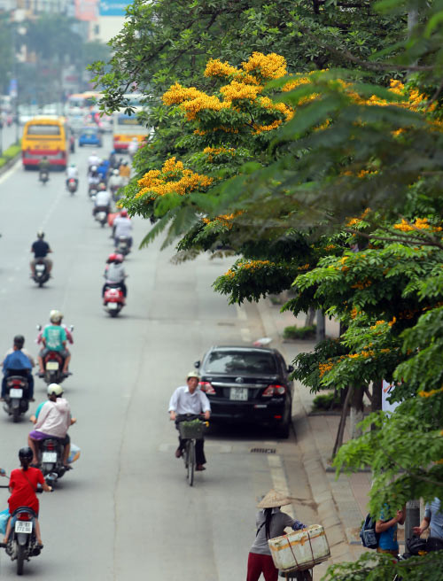 Ngắm hoa sưa vàng đẹp nở rộ ở Hà Nội - 2