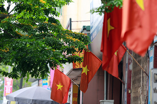 Ngắm hoa sưa vàng đẹp nở rộ ở Hà Nội - 11