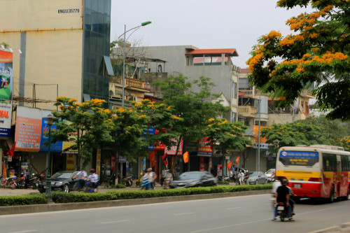 Ngắm hoa sưa vàng đẹp nở rộ ở Hà Nội - 1