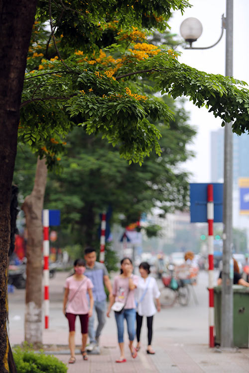 Ngắm hoa sưa vàng đẹp nở rộ ở Hà Nội - 14