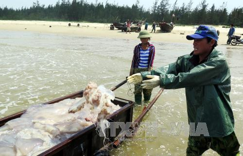 Hải sản đánh bắt xa bờ vẫn đảm bảo an toàn