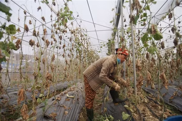 Hiệu quả kinh tế với mô hình nhà lưới, nhà màng chỉ được 1 năm đầu tiên, sau đó hiệu quả không cao.