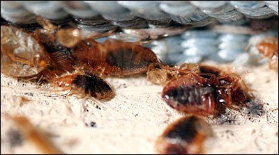 Tuy thuộc nhóm hút máu nhiều nhưng rệp giường không đáng lo ngại nếu biết phòng chống - Ảnh minh họa Cách xử lý khi rệp hút máu làm tổ trong nhà