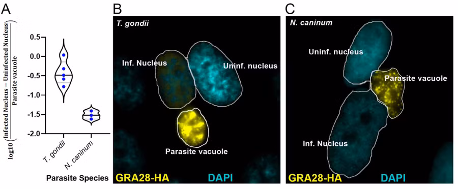 Protein GRA28 do Toxoplasma biến đổi tế bào miễn dịch dạng tĩnh thành dạng động, đem ký sinh trùng lây lan khắp cơ thể ký chủ. Ảnh: Europepmc.org Protein GRA28 do Toxoplasma biến đổi tế bào miễn dịch dạng tĩnh thành dạng động, đem ký sinh trùng lây lan khắp cơ thể ký chủ. Ảnh: Europepmc.org