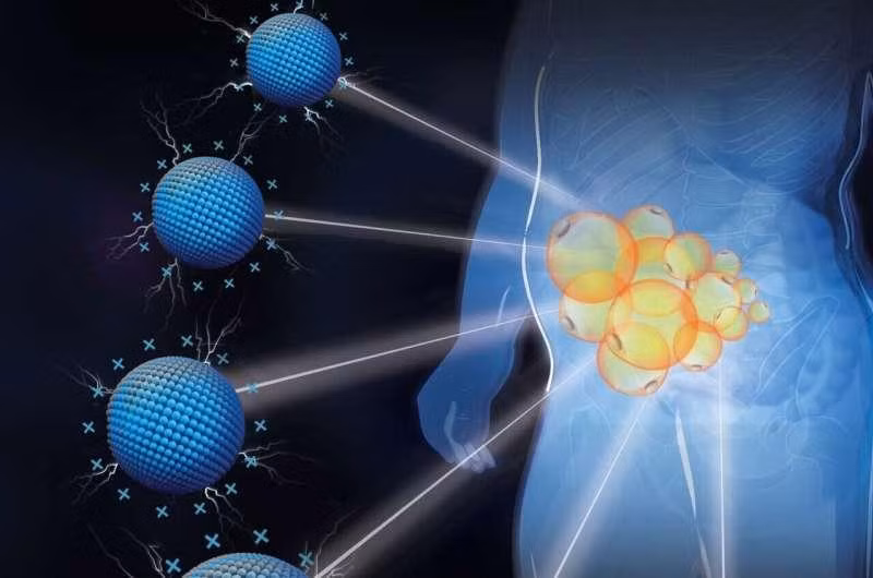 P-G3 tắt chương trình lưu trữ lipid trong các tế bào mỡ và giúp chuột giảm cân.