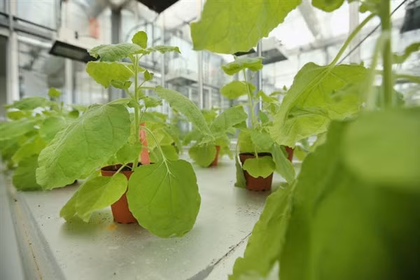 Cây nicotiana benthamiana có thể được biến đổi để tạo ra các enzym và protein chống lại bệnh tật như vắc-xin.