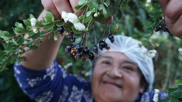 Người dân Patagonia có thể hái cả tấn quả dại mỗi mùa.