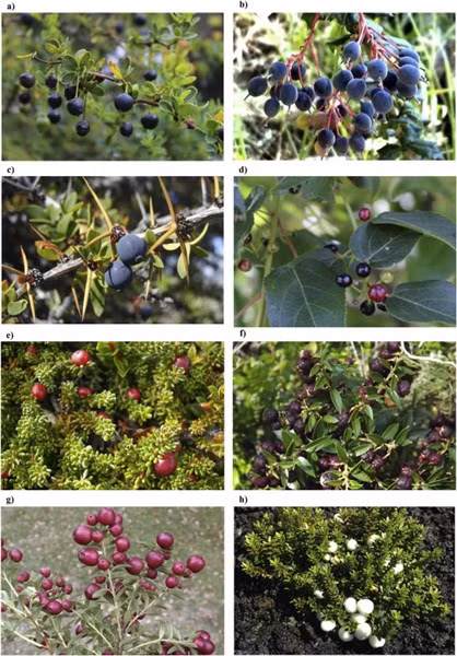 Trên 20 loại quả mọng dại Patagonia đã được xác nhận có lợi cho sức khỏe.