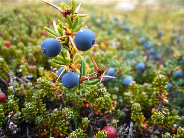 Patagonia là thiên đường quả mọng hoang dã.