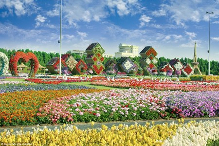 Chiêm ngưỡng vườn hoa đẹp như cổ tích giữa lòng sa mạc Chiem nguong vuon hoa dep nhu co tich giua long sa mac
