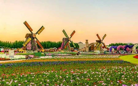 Chiêm ngưỡng vườn hoa đẹp như cổ tích giữa lòng sa mạc