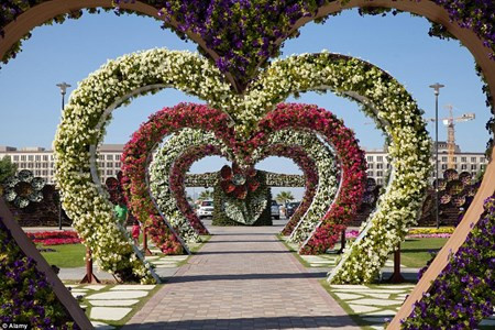 Chiêm ngưỡng vườn hoa đẹp như cổ tích giữa lòng sa mạc Chiem nguong vuon hoa dep nhu co tich giua long sa mac