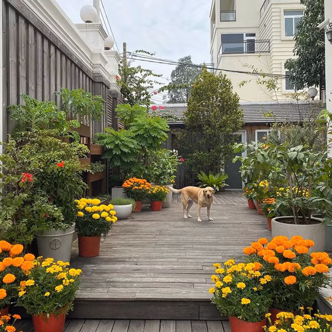 Căn biệt thự nhà Hà Tăng được bày rất nhiều hoa cúc vàng rực. Khu vực sân vườn cũng là nơi Hà Tăng đặc biệt yêu thích, cô thường khoe lên Instagram những bức ảnh cây cối, hoa lá xanh mướt...