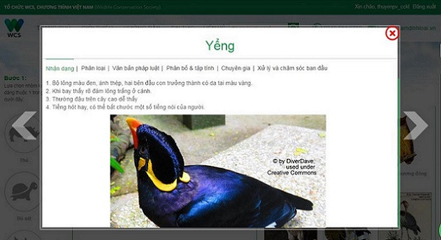 Hình ảnh, đặc điểm nhận dạng Chim Yểng. Hình ảnh, đặc điểm nhận dạng Chim Yểng.