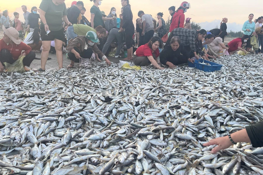 Tàu cá của ông Thanh trúng mẻ cá đù hơn 4 tấn.