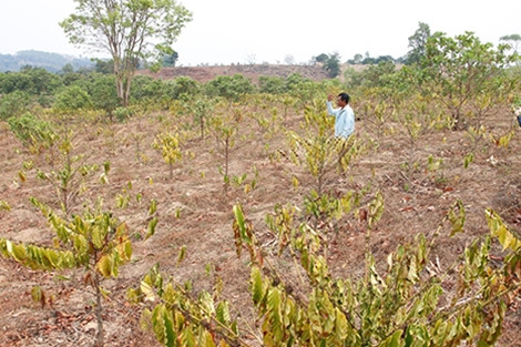 Những vườn cà phê chết cháy vì nắng hạn.