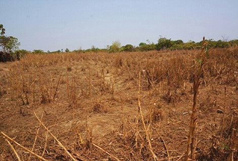 Ruộng đồng khô khốc vì nắng hạn đã khiến đàn trâu, bò trên địa bàn tỉnh Đắk Lắk khan hiếm nguồn thức ăn trầm trọng.