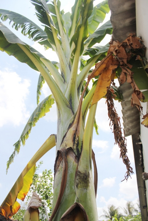 Thực hư cây chuối khổng lồ về Thực hư cây chuối khổng lồ về