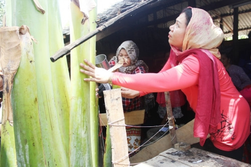 Thực hư cây chuối khổng lồ về Thực hư cây chuối khổng lồ về