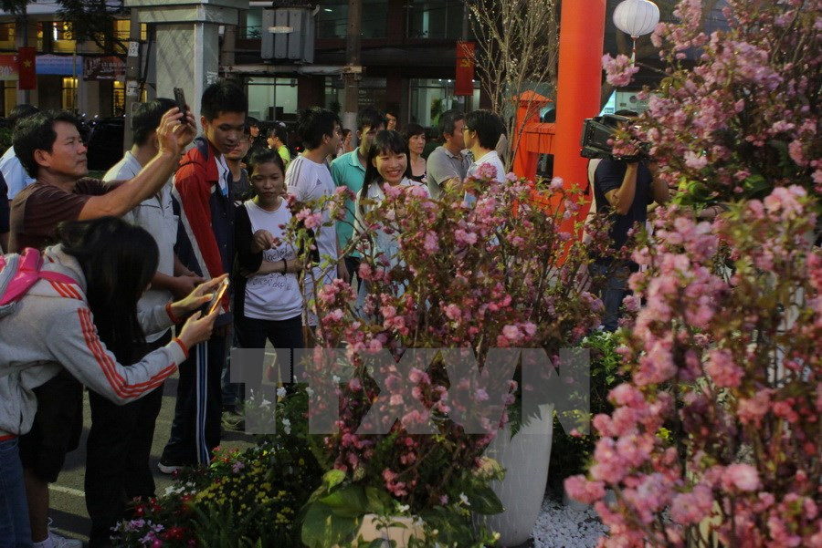70 cây và hàng nghìn cành hoa anh đào đã đến tỉnh Đồng Nai